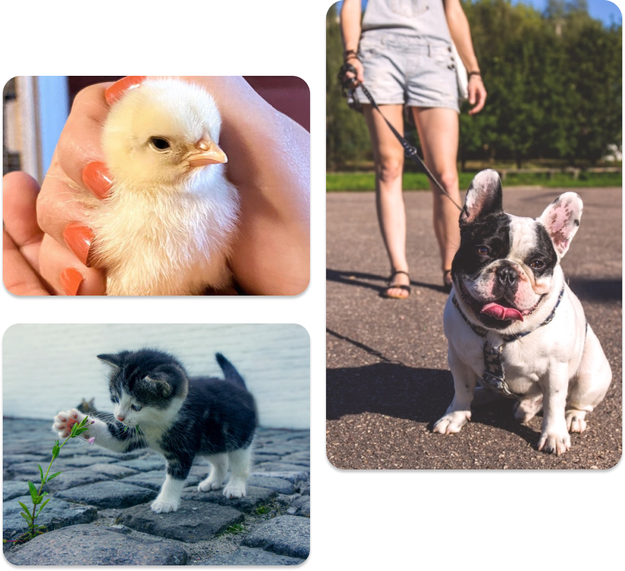 Home pet advisor github io 